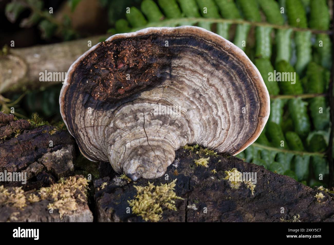 Makrofotografie eines südlichen Muschelpilzes, der in einer verrotteten Holzplanke wächst, in den östlichen Andengebirgen in Zentral-Kolumbien. Stockfoto