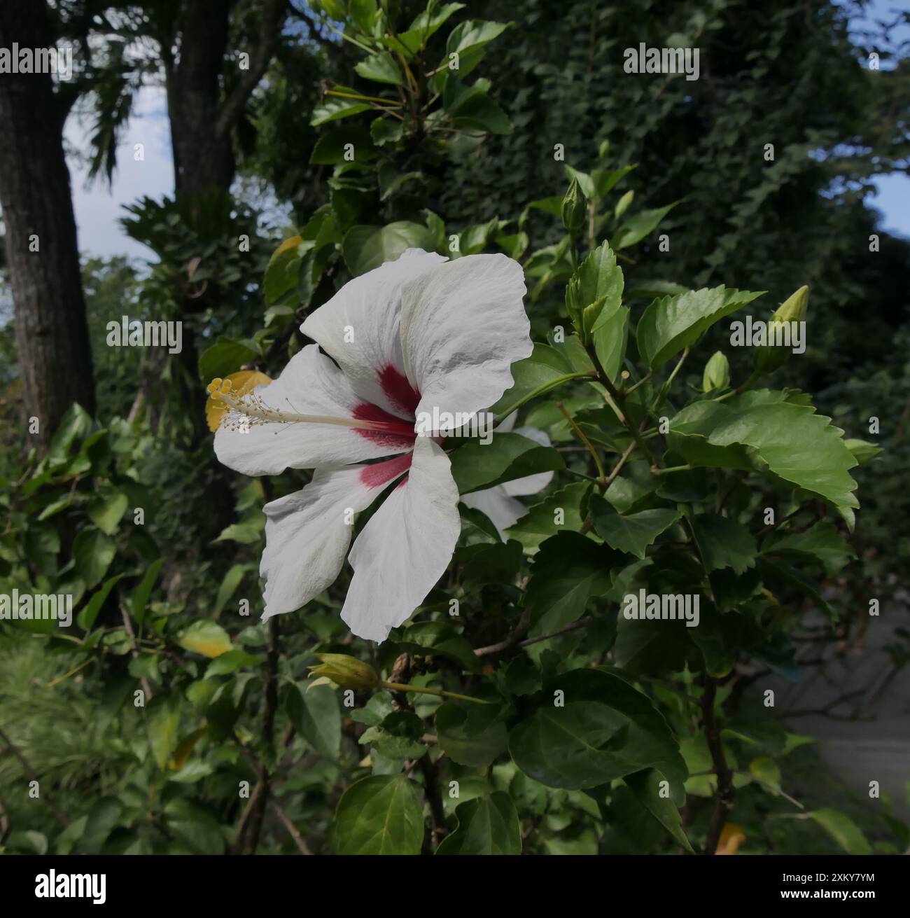 Weiße und rote Hibiskusblüte im Garten, Hibiscus arnottianus Stockfoto