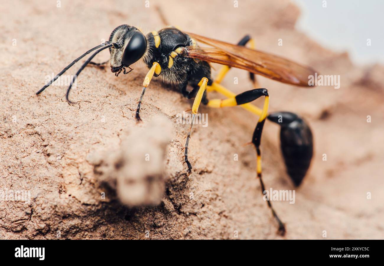 Schwarz-gelbe Schlammwespe steht auf dem Boden und zeigt ihre auffälligen Farben und Muster. Stockfoto