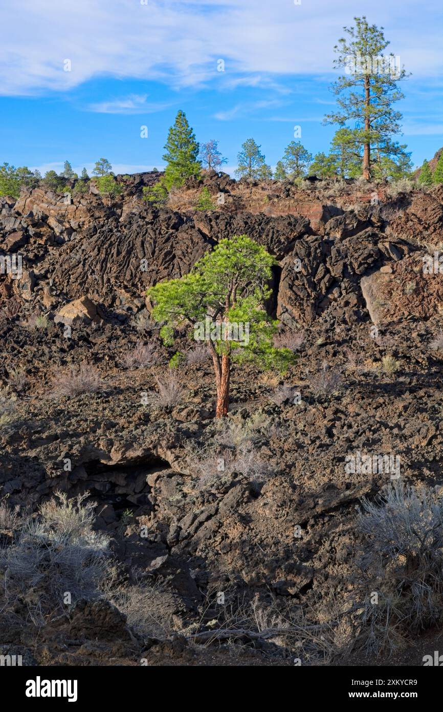 Ein einsamer Baum gedeiht am Rande des 900 Jahre alten Bonito Lava Flow vom Sunset Crater Vulkan Stockfoto