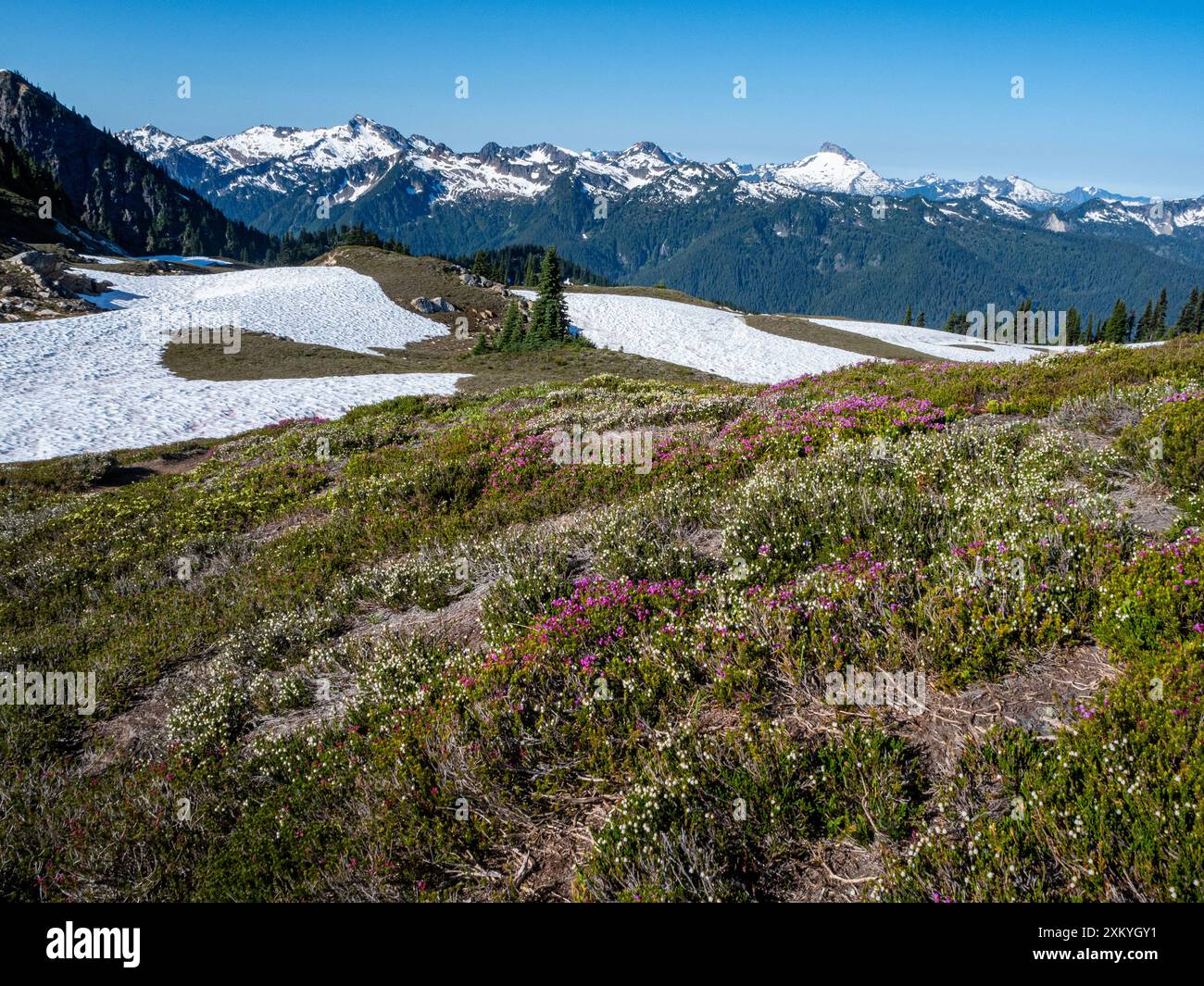 WA25544-00...WASHINGTON - Rosa und weiße Heidekraut am Fire Creek Pass mit Sloan Peak in der Ferne. Stockfoto