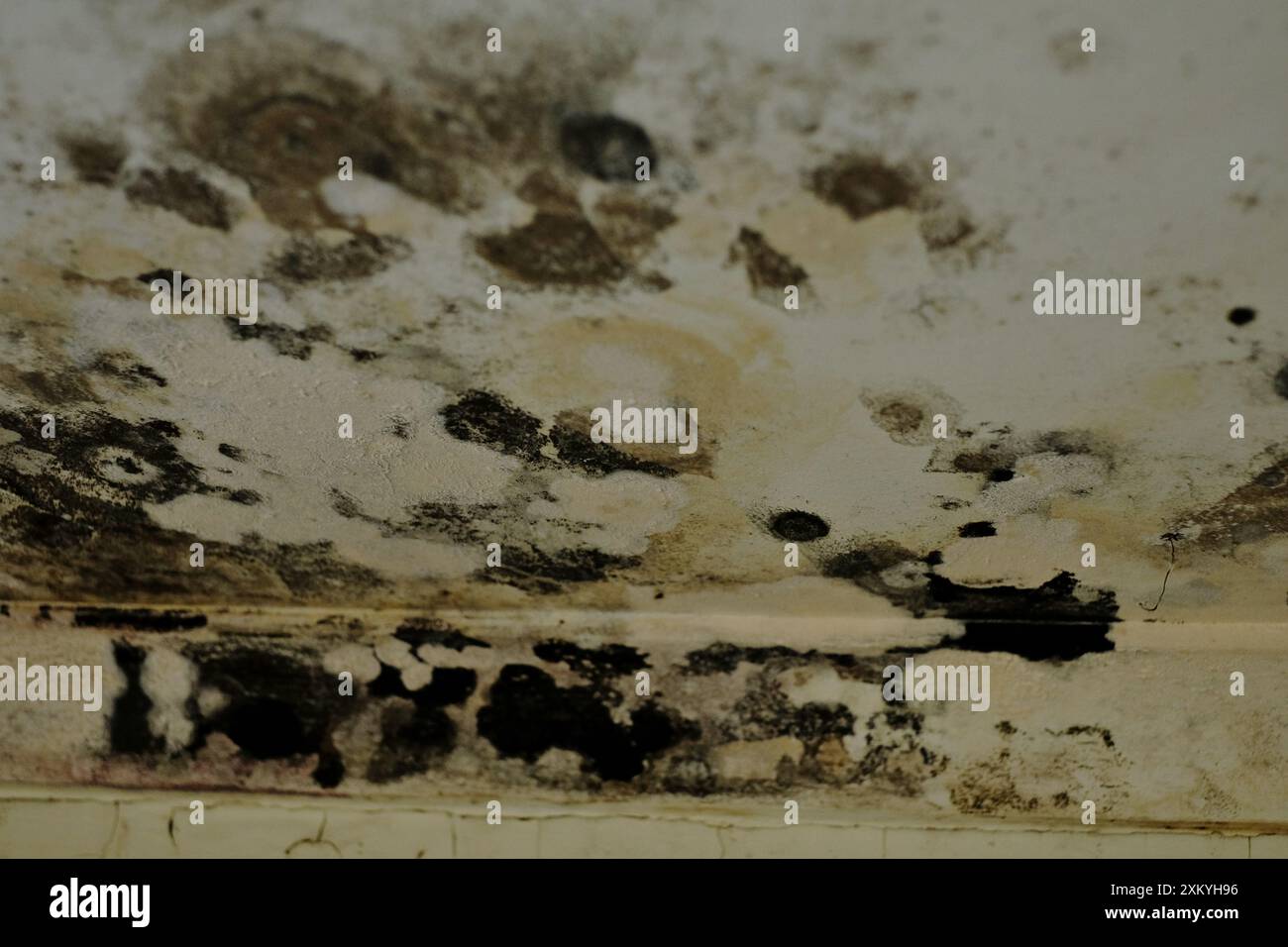 Schwarze Schimmelflecken auf einer Deckenplatte aus Gipskarton und dem Gipskornett, die durch Wassereintritt an der Decke verursacht wurden. Stockfoto