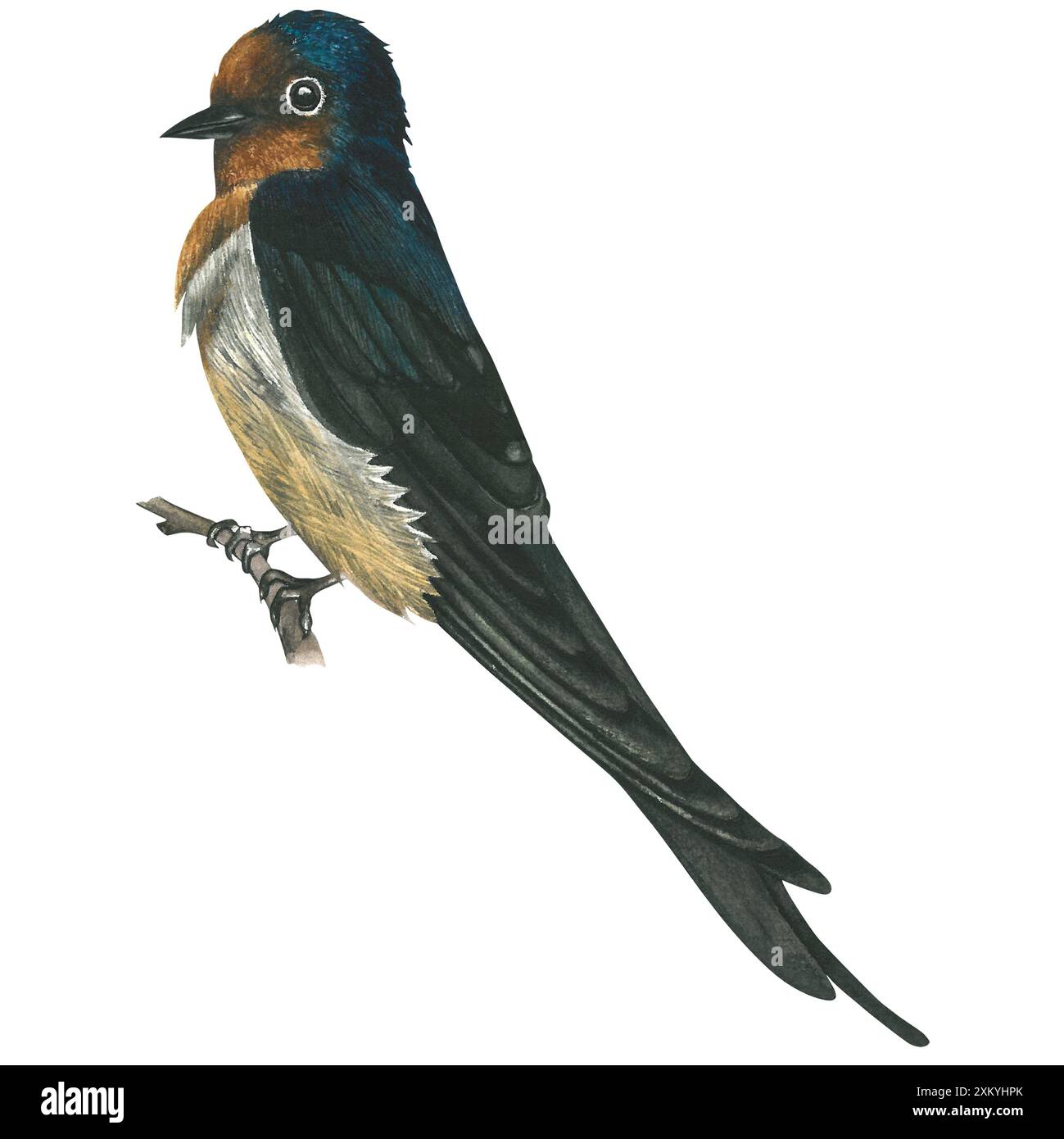 Aquarellabbildung einer Schwalbe auf einem Ast. Handgezeichnet, isoliert auf weißem Hintergrund Stockfoto