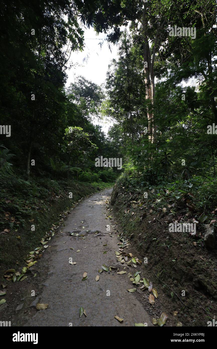Bild mit üppigen Wäldern in tropischen Gebieten Stockfoto