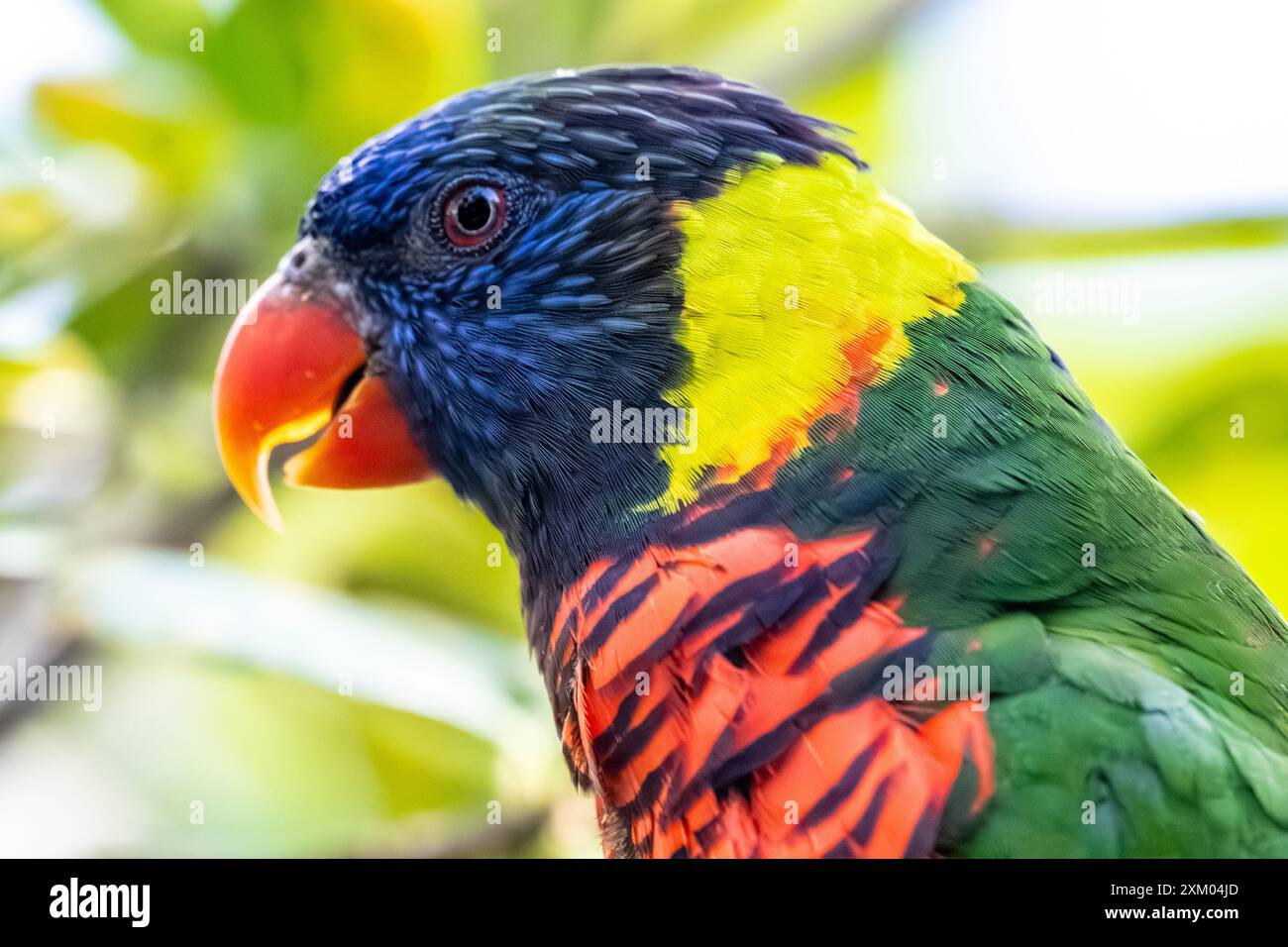 Coconut Lorikeet (Trichoglossus haematodus), manchmal als Rainbow Lorikeet (Trichoglossus moluccanus) klassifiziert, im Jacksonville Zoo. (USA) Stockfoto