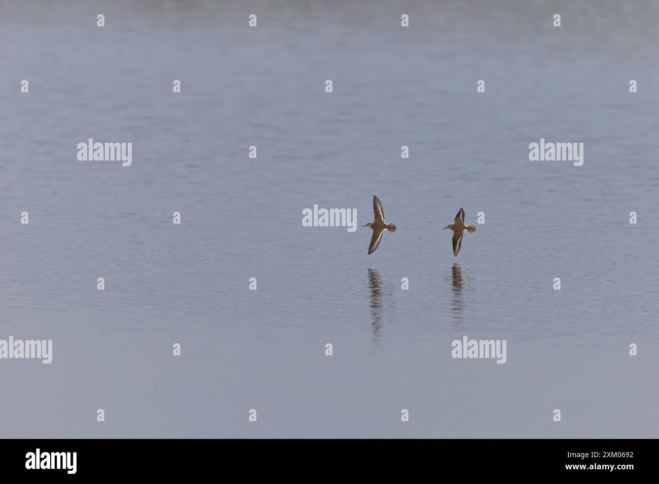 Sandpiper Actitis hypoleucos, 2 Erwachsene fliegen, Minsmere RSPB Reserve, Suffolk, England, Juli Stockfoto