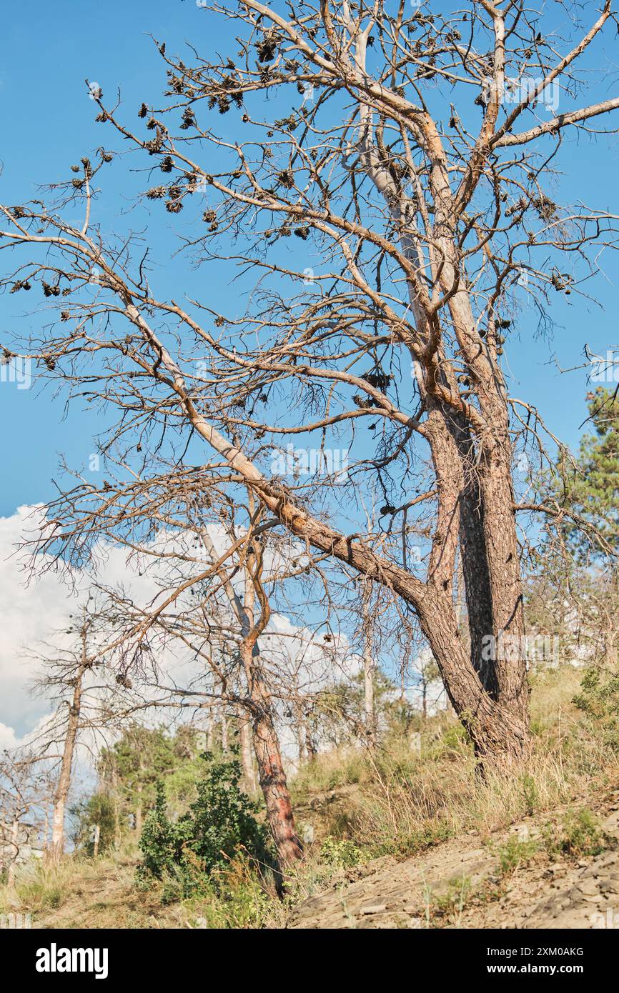 Vertikales Poster mit toter Kiefer vor blauem Himmel und Kumuluswolken, Dürre- und Waldbrandproblemen, Naturschutzkonzept Stockfoto
