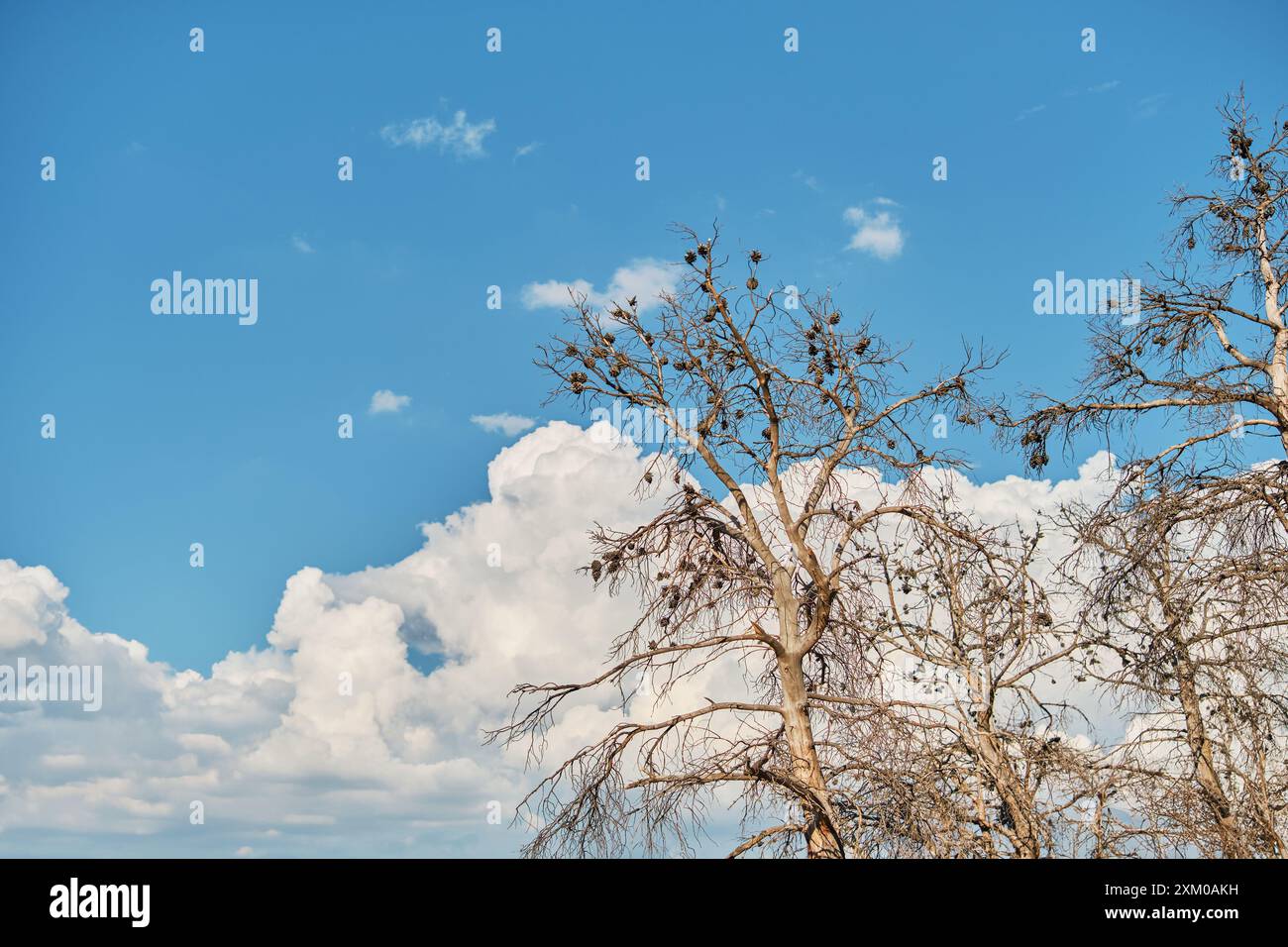Getrocknete Kiefern vor blauem Himmel und Kumuluswolken, Dürre- und Brandprobleme, Naturschutzkonzept Stockfoto