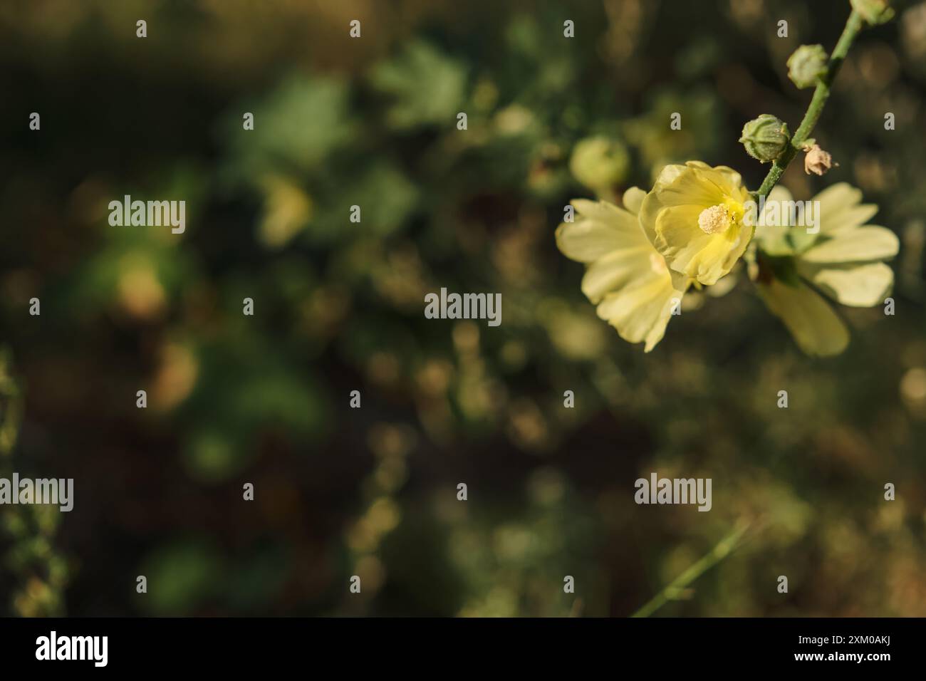 Postkarte mit einer Blume auf dem Hintergrund von Büschen in der Nähe der Straße, Platz für Outdoor-Erholungskonzept Stockfoto