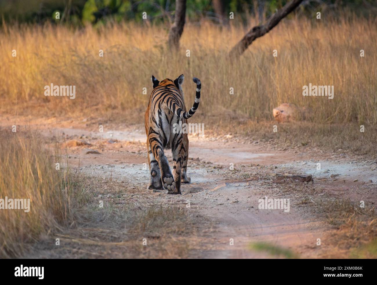 Royal Bengal tiger Stockfoto