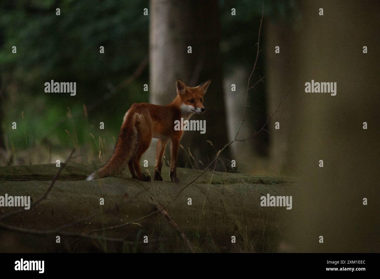 Rotfuchs im Wald - Rotfuchs im Wald Stockfoto