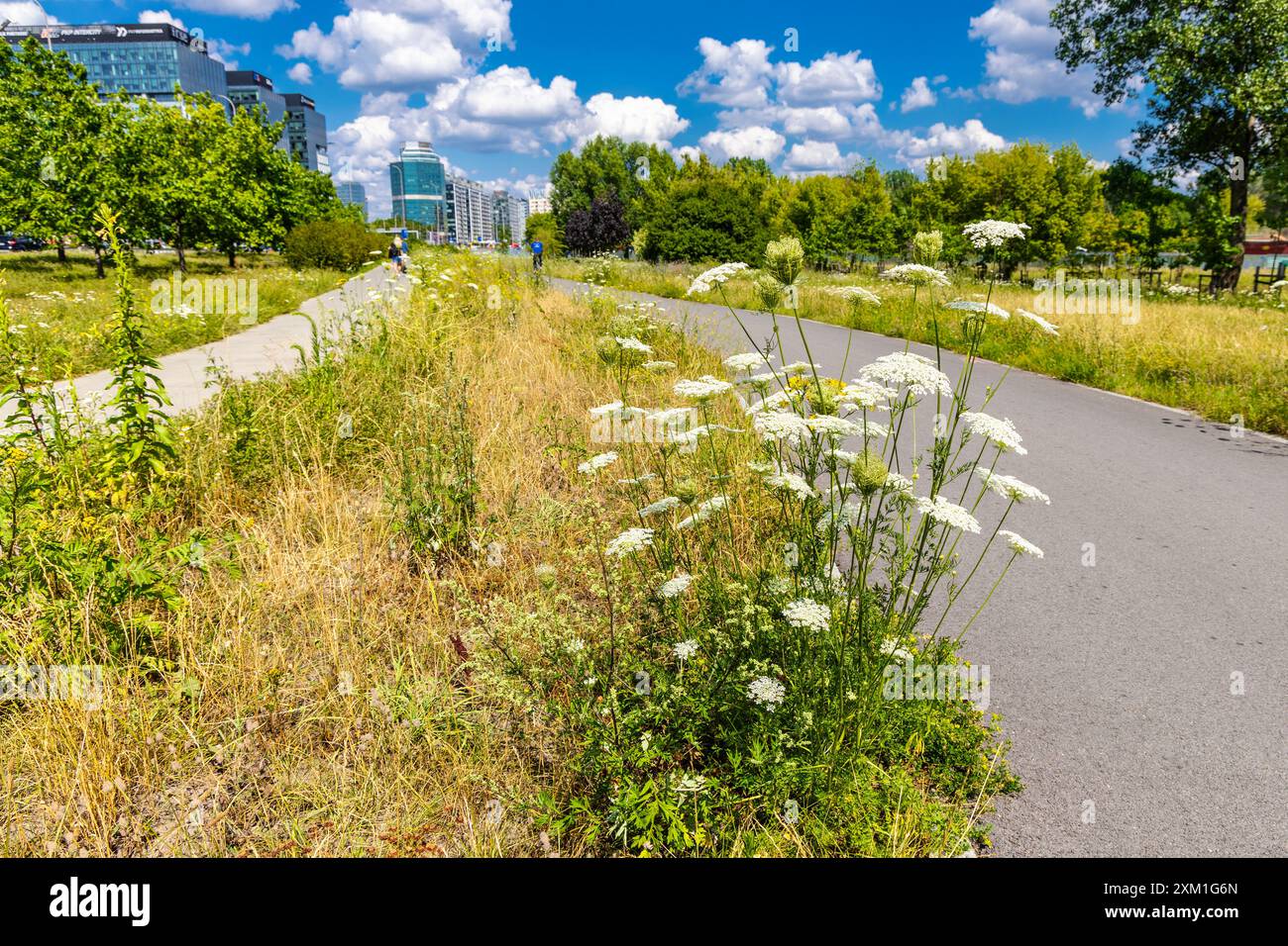 Zwischen Fußgänger- und Radweg in einer Stadt gepflanzte Wildblumenwiese (Park Pięciu Sióstr, Warschau, Polen) Stockfoto