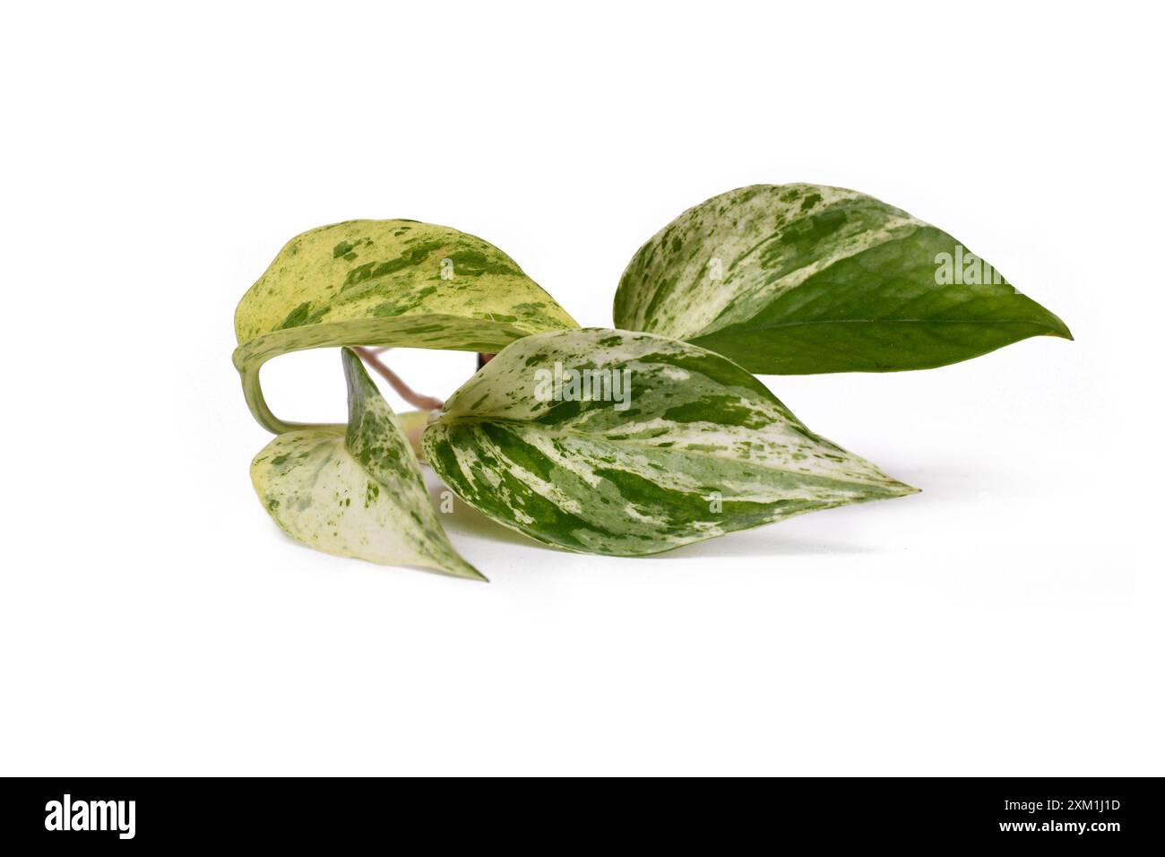 Pflanzenschnitt von Epipremnum Aureum Marmor Queen Zimmerpflanze mit grünen Blättern mit weißen Streuseln auf weißem Hintergrund Stockfoto