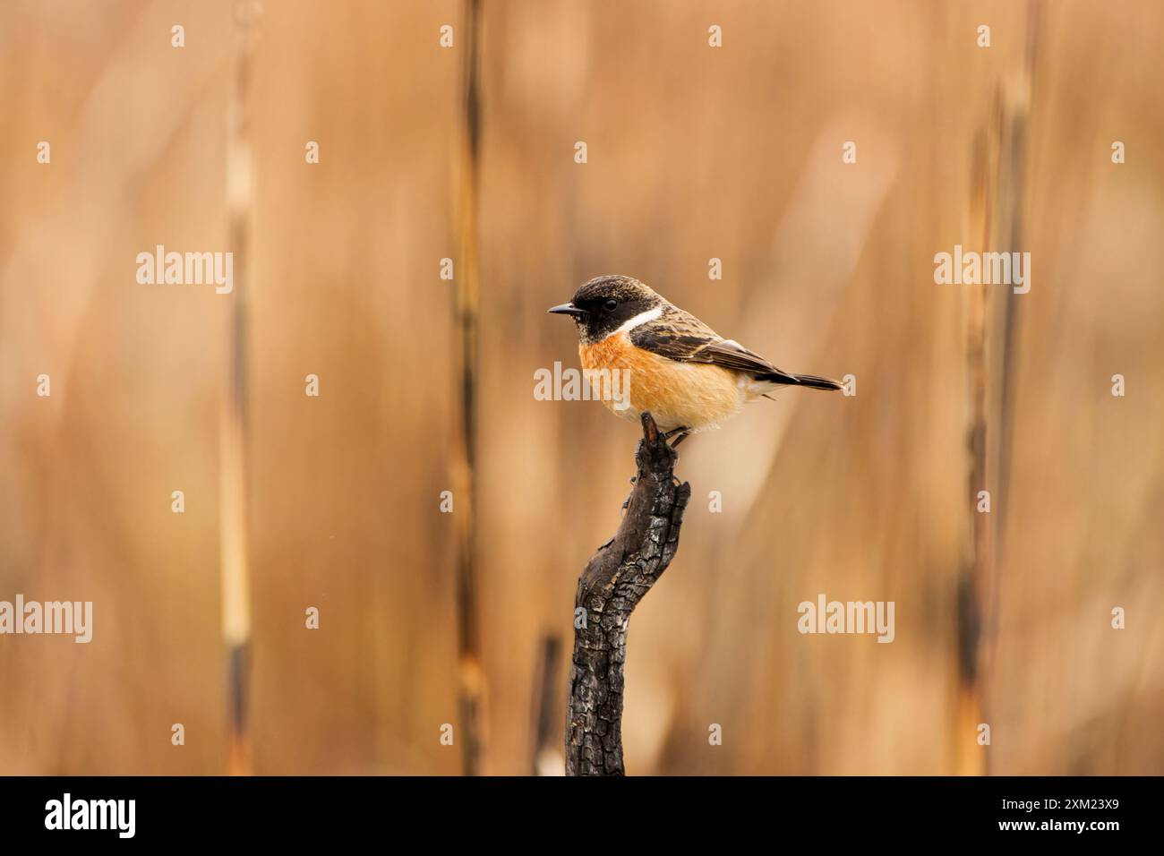 Sibirischer Stonechat - Saxicola Maurus Stockfoto