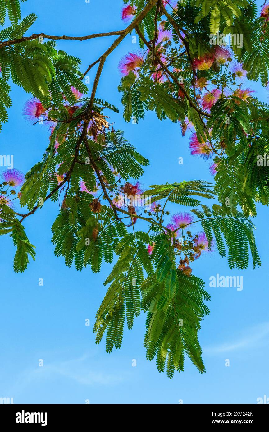 Halbsilhouette der Blätter des persischen Seidenbaums (Albizia julibrissin) in der Blüte - Zentralfrankreich. Stockfoto