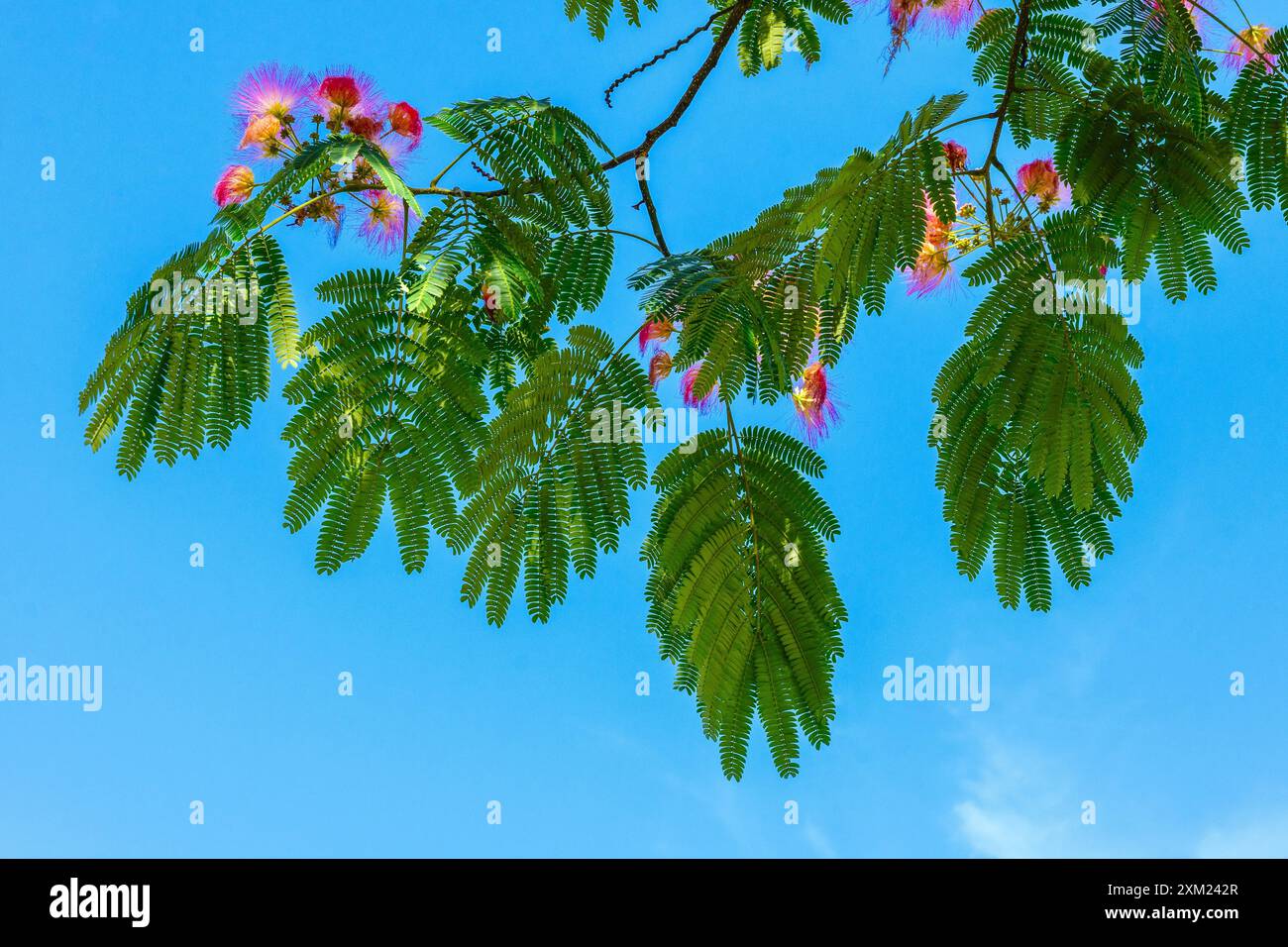 Halbsilhouette der Blätter des persischen Seidenbaums (Albizia julibrissin) in der Blüte - Zentralfrankreich. Stockfoto