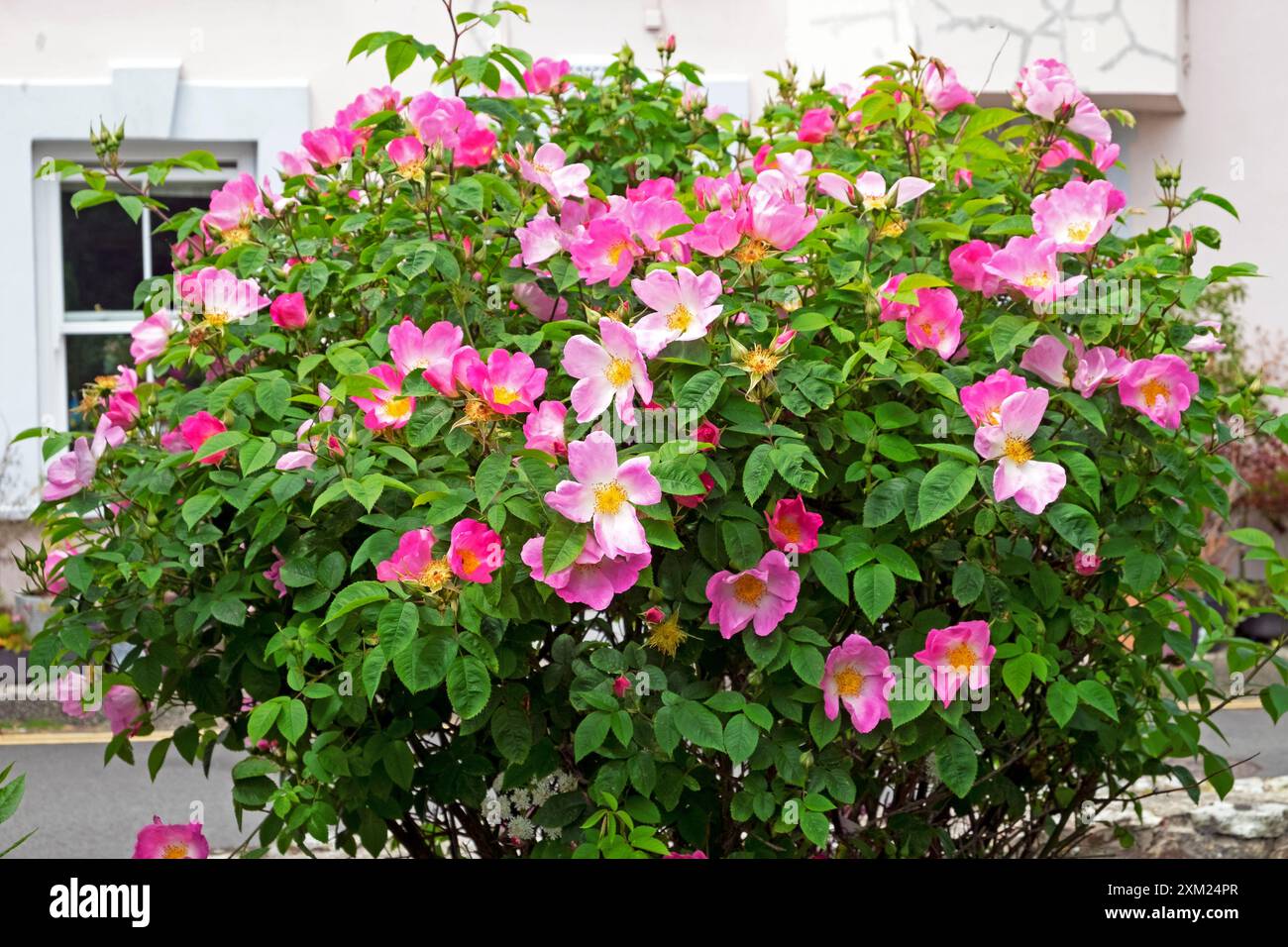 Rosa Rose Rosy Wangen rosa duftende Bienen liebende Rosenbusch in Blüte in einem Küstengarten Little Haven Pembrokeshire Westwales Großbritannien KATHY DEWITT Stockfoto