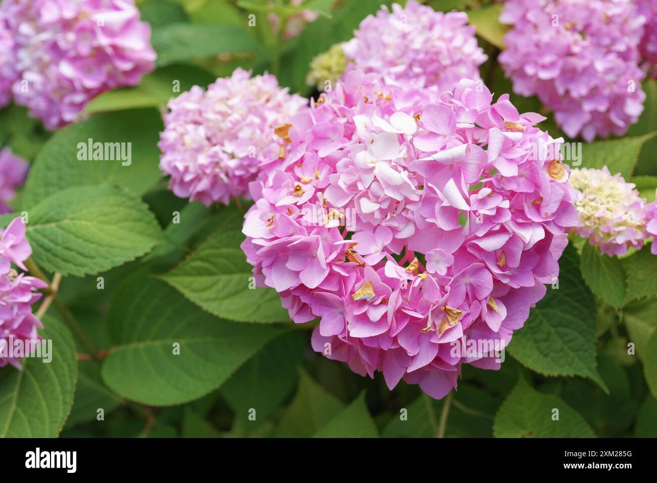 Busch von blühenden rosa Blüten der Hortensie Macrophylla Rosa Annabelle Nahaufnahme, Makro im Sommergarten oder Park. Gartenarbeit, dekorativer Hochzeitsfluss Stockfoto