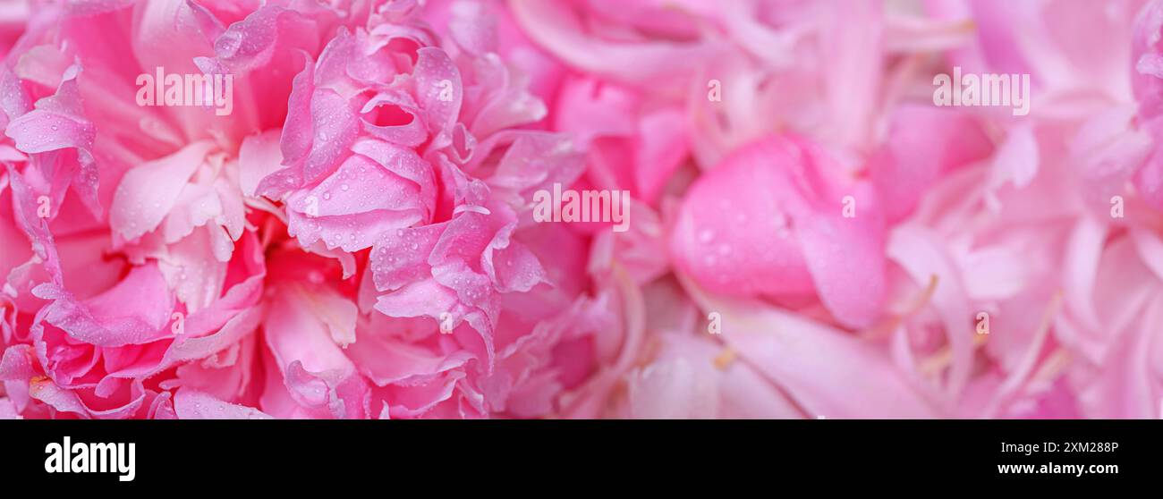 Аbstract romantischer Hintergrund mit zarten rosa Pfingstrosen Blumen, Banner, selektiver Fokus, Nahaufnahme Stockfoto