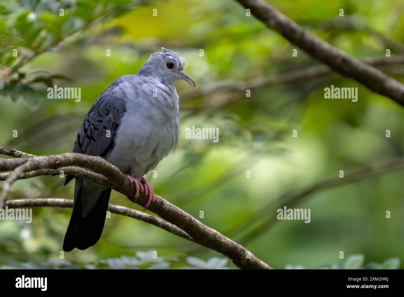 Blue Ground Dove - Claravis pretiosa, wunderschöne graue Taube aus lateinamerikanischen Wäldern und Gärten, Brasilien. Stockfoto