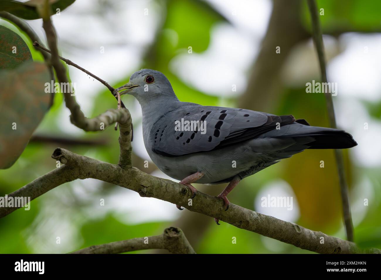 Blue Ground Dove - Claravis pretiosa, wunderschöne graue Taube aus lateinamerikanischen Wäldern und Gärten, Brasilien. Stockfoto