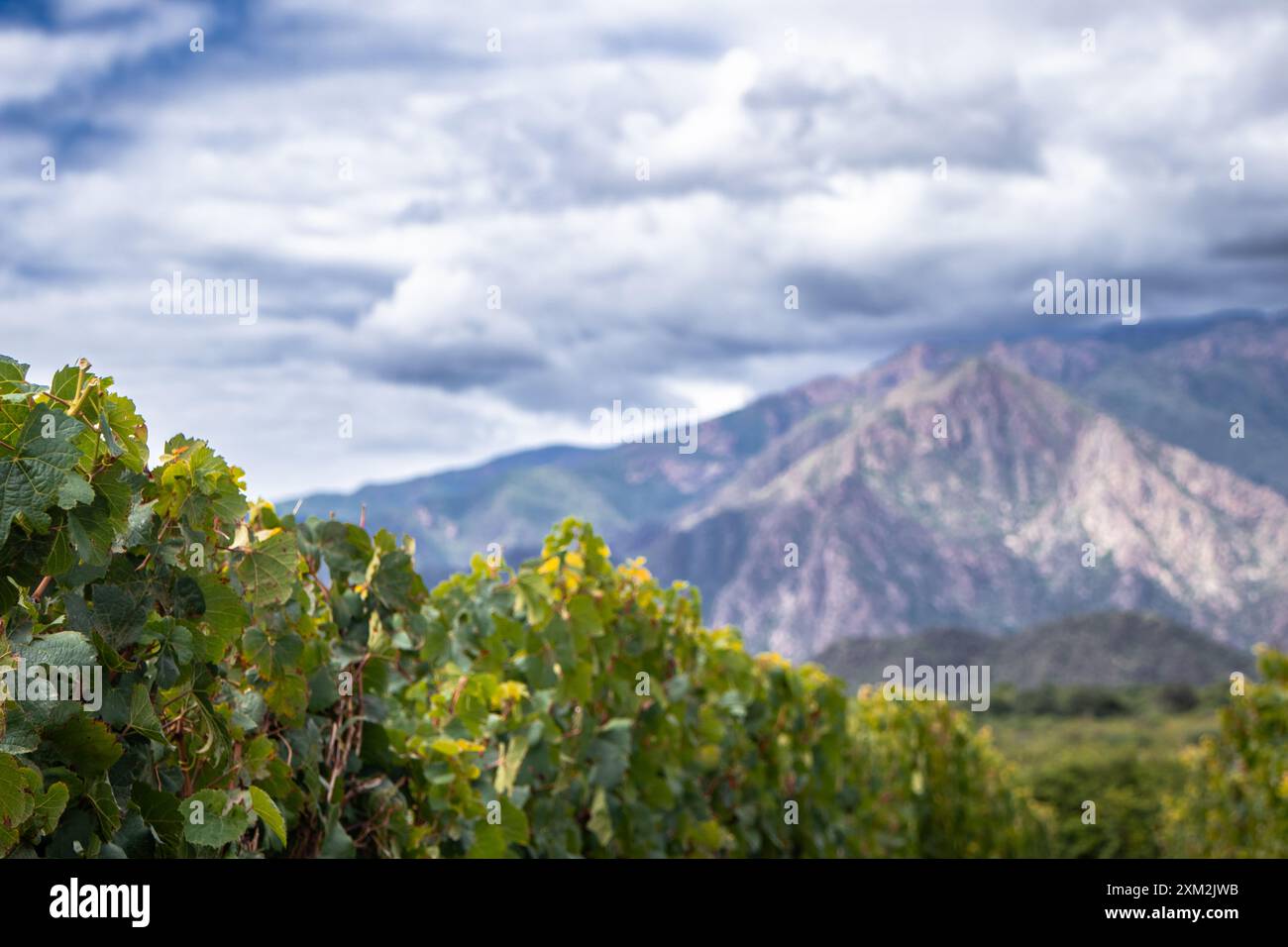 Nahaufnahme der Blätter eines Weinbergs mit einem Berg im Hintergrund und einem bewölkten Himmel Stockfoto