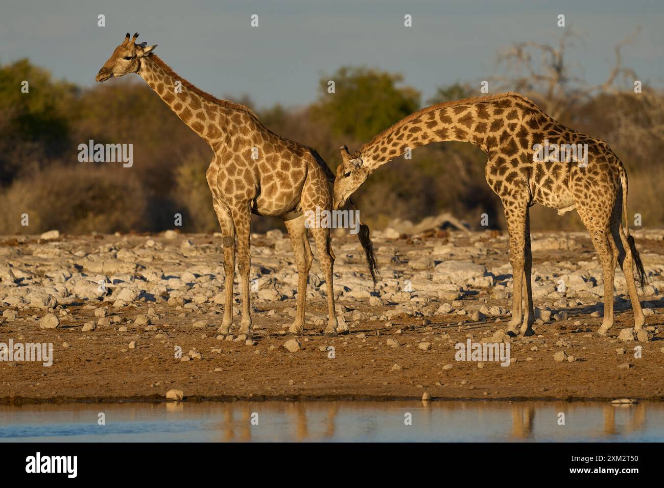 Männliche Giraffe (Giraffa camelopardalis), die überprüft, ob ein Weibchen in einem Östrus an einem Wasserloch im Etosha-Nationalpark, Namibia, lebt Stockfoto
