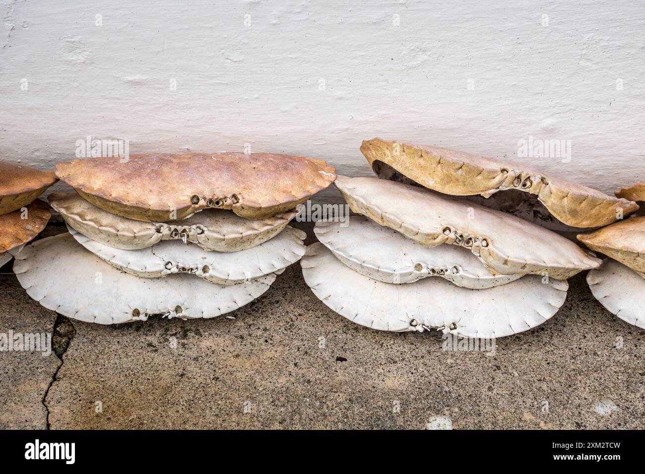Leere Krabbenschalen stapeln sich entlang eines Gartenweges in einem kleinen Fischerhafen in Cornwall, Großbritannien Stockfoto