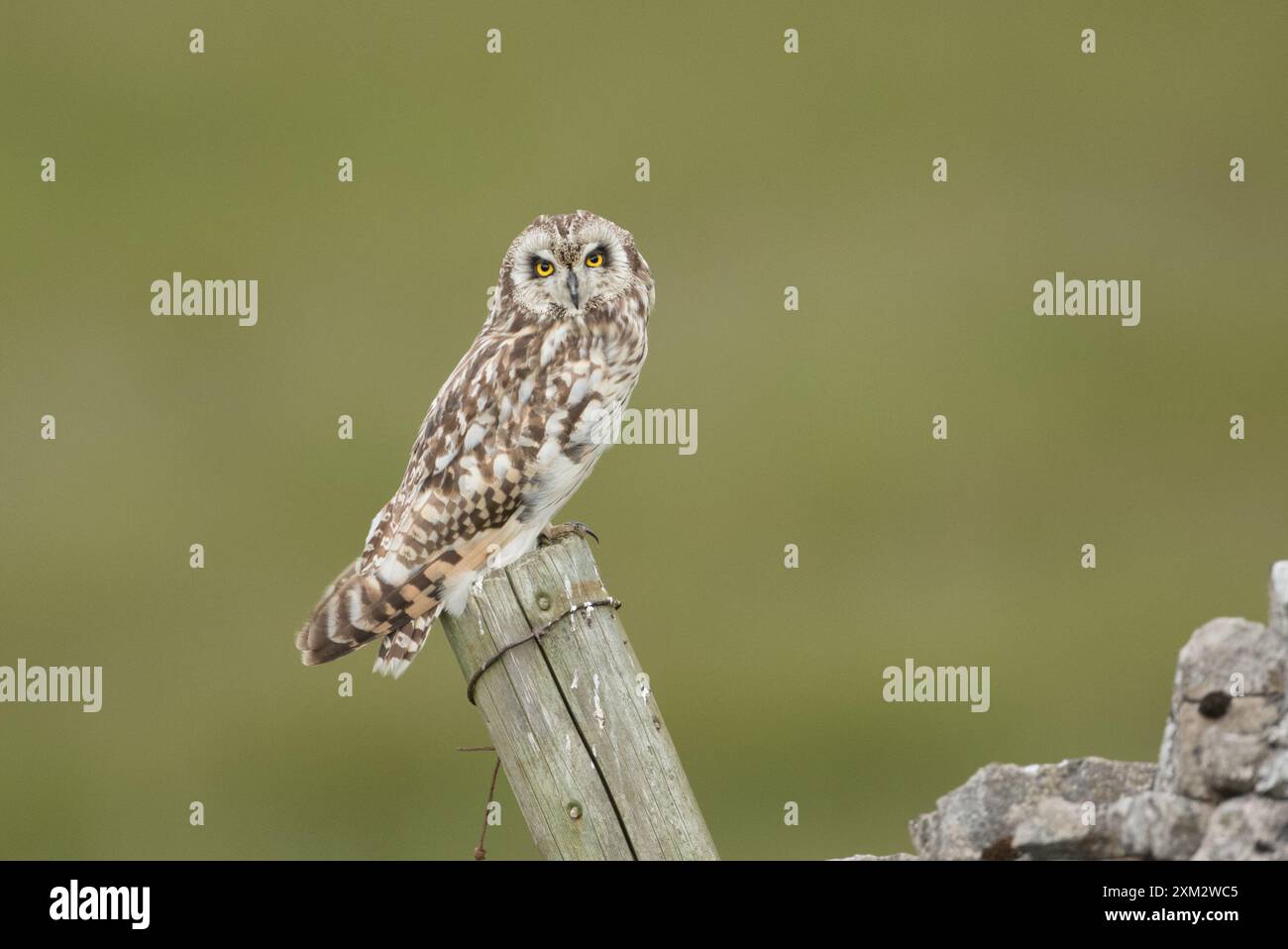 Kurzohr-Eule in den Yorkshire Dales Stockfoto