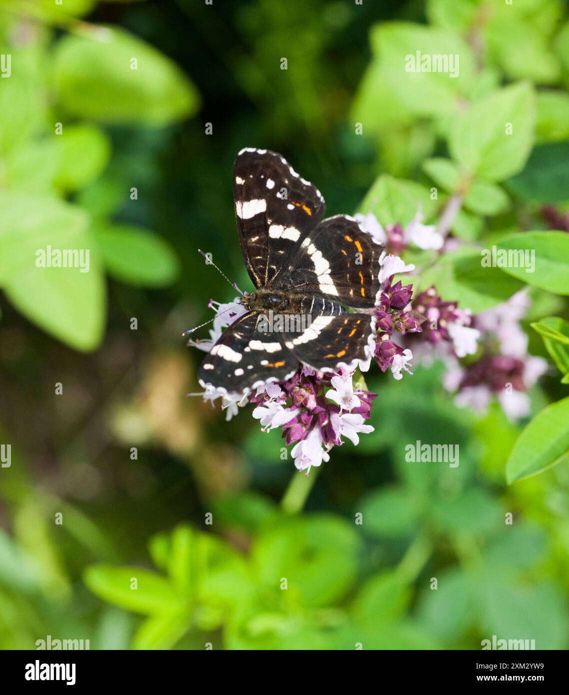 Karte (Schmetterling) Araschnia Levana Springform Stockfoto