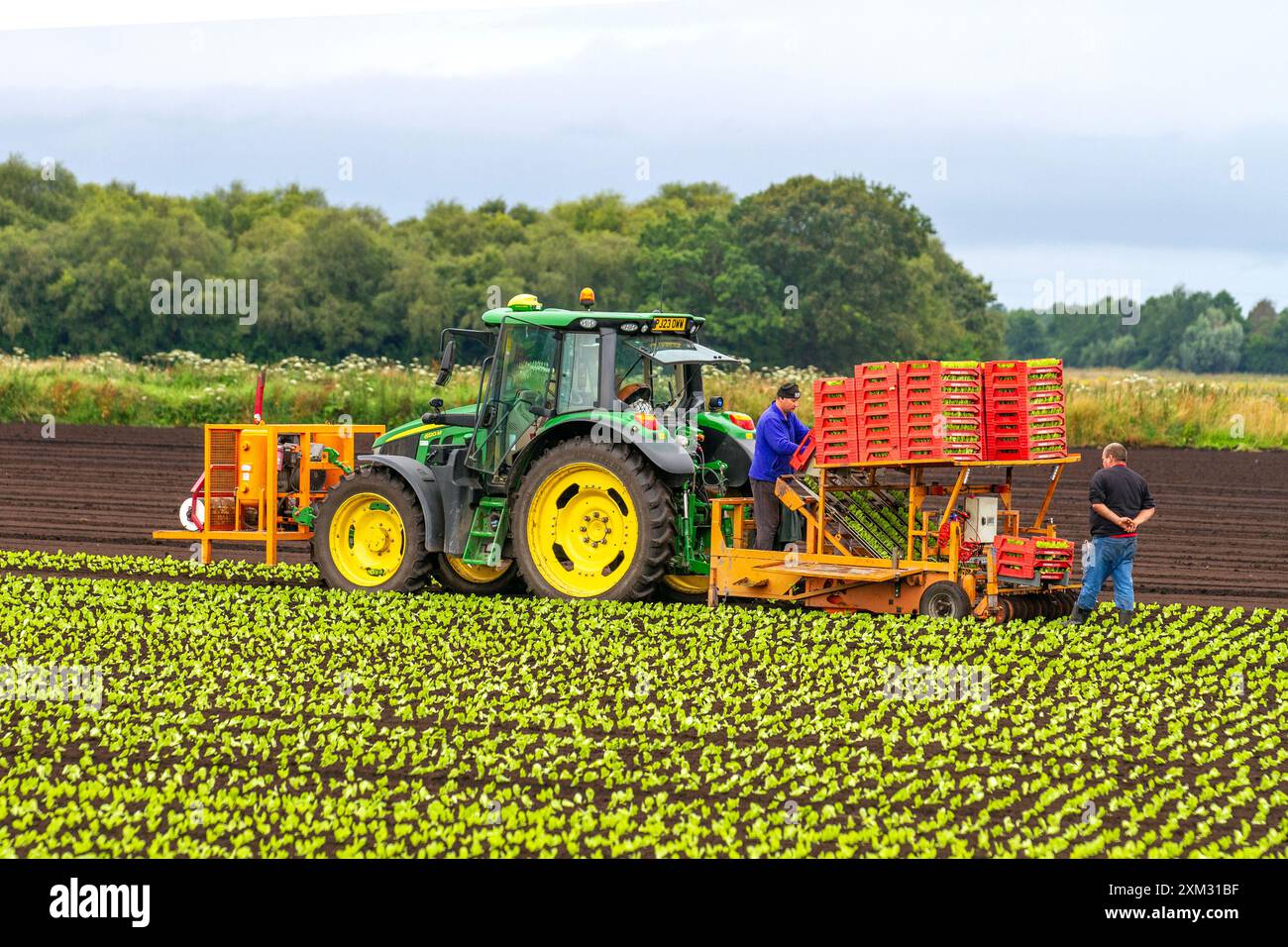 Hesketh Bank, Großbritannien. 25. Juli 2024: Wetter in Großbritannien. Starke und anhaltende Regenvorhersage, da Bauern in der Salad Bowl von Lancashire Sommersorten von Salatpflanzen und Salatgemüse mit einer automatischen Traktortransplantationsmaschine Pflanzen. Credit; MediaWorldImages/AlamyLiveNews Stockfoto