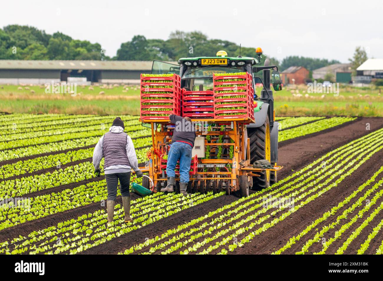 Hesketh Bank, Großbritannien. 25. Juli 2024: Wetter in Großbritannien. Starke und anhaltende Regenvorhersage, da Bauern in der Salad Bowl von Lancashire Sommersorten von Salatpflanzen und Salatgemüse mit einer automatischen Traktortransplantationsmaschine Pflanzen. Credit; MediaWorldImages/AlamyLiveNews Stockfoto