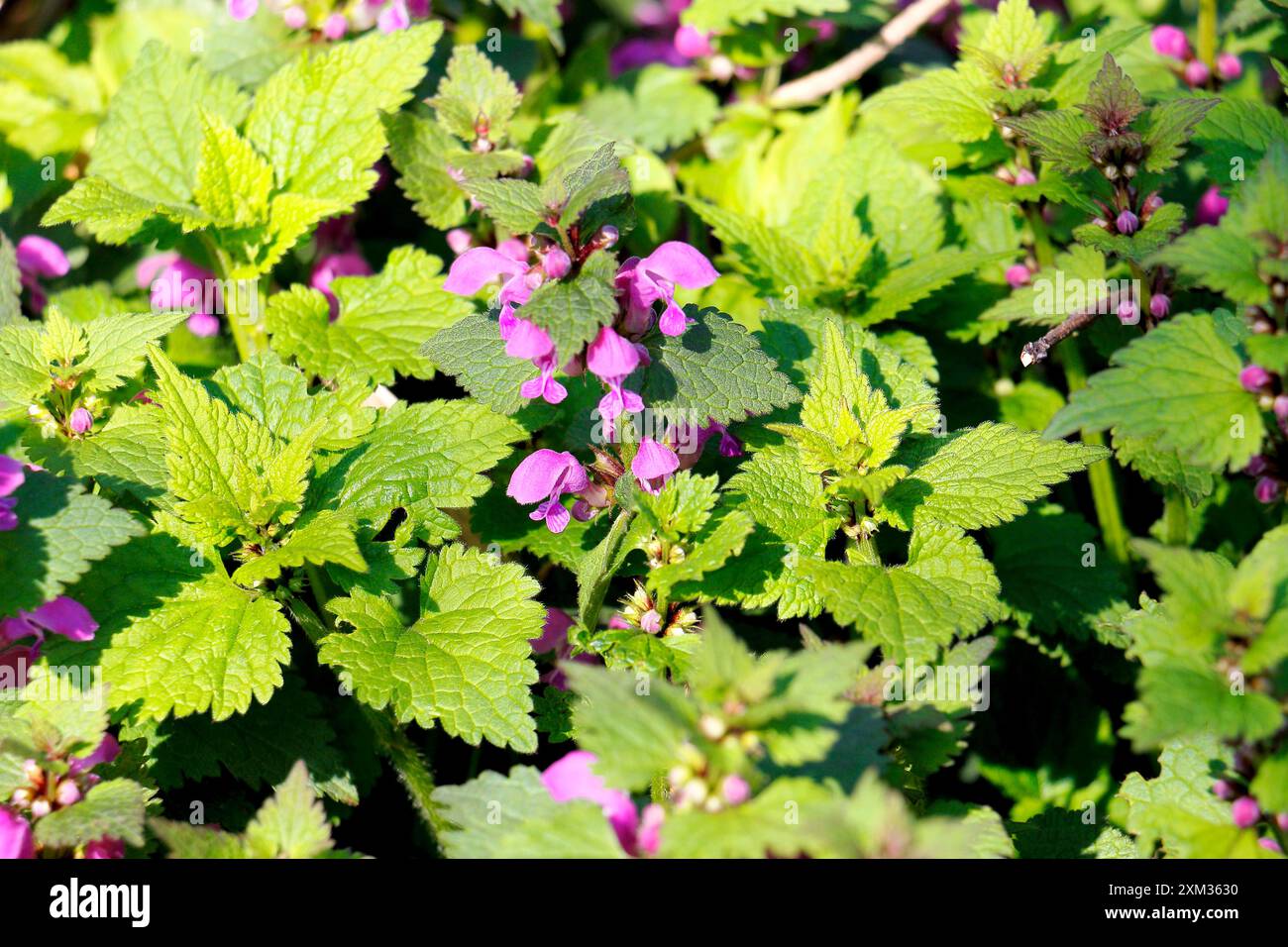 Brennessel Blüten, Beinwell, Symphytum officinale, im Frühling Stockfoto