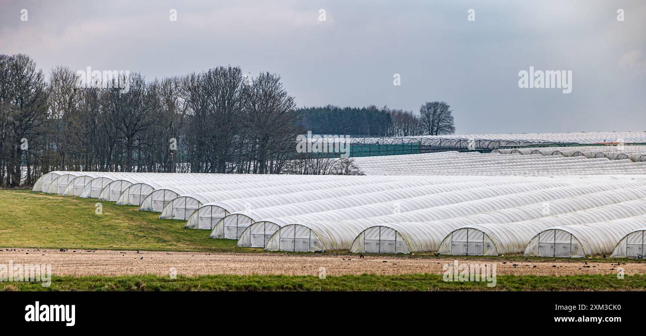 Weiche Früchte schluckende Polytunnel, Carse of Gowrie, Perthshire, Schottland, Großbritannien Stockfoto