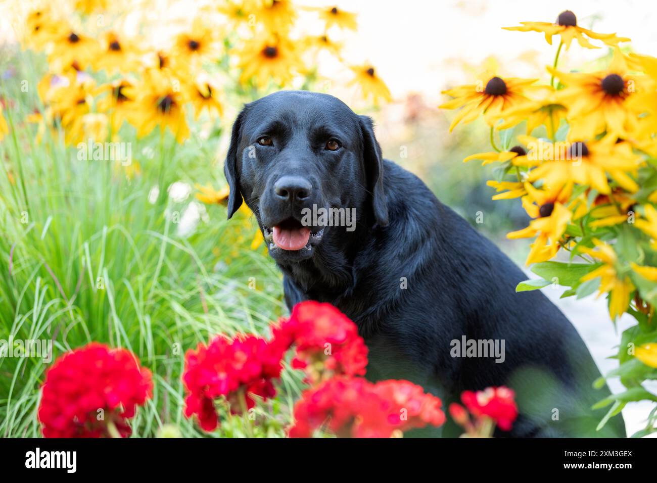 Porträt eines Labrador Retriever Stockfoto