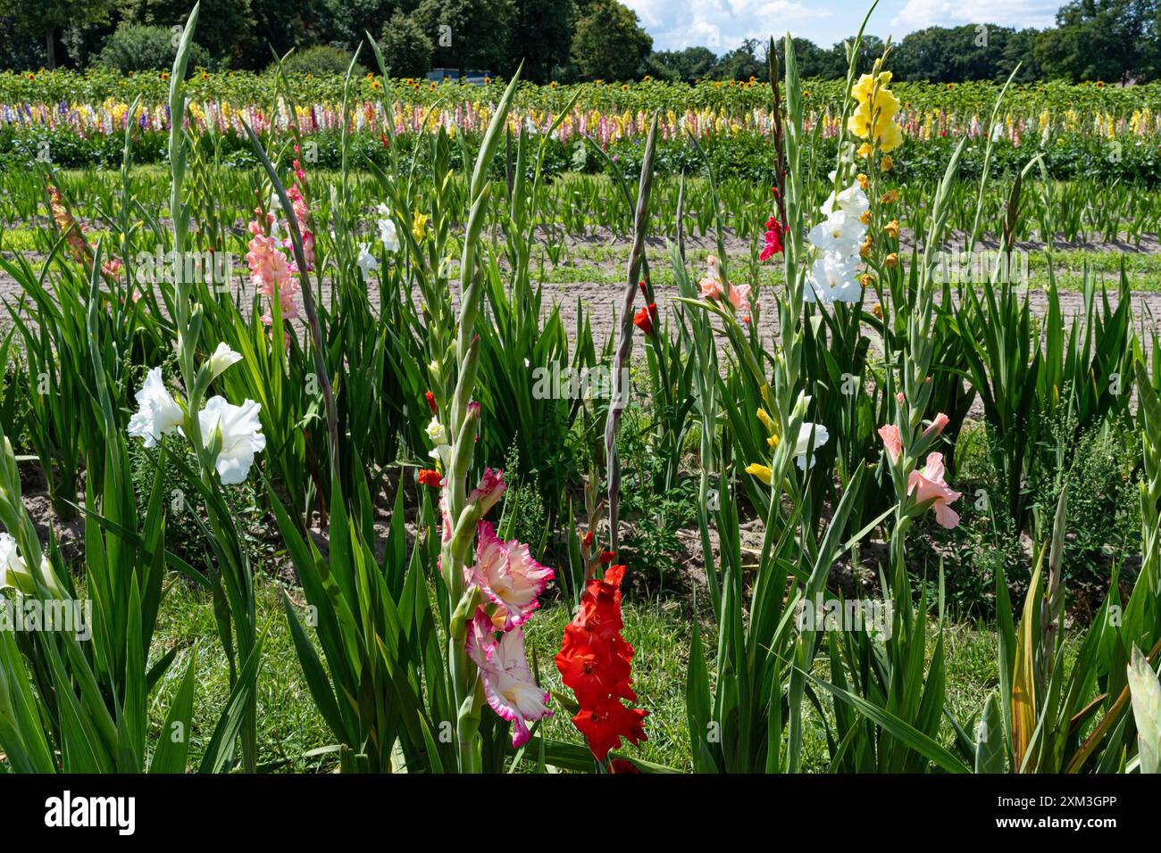Blumen Zum Selbstschneiden In Der Nähe