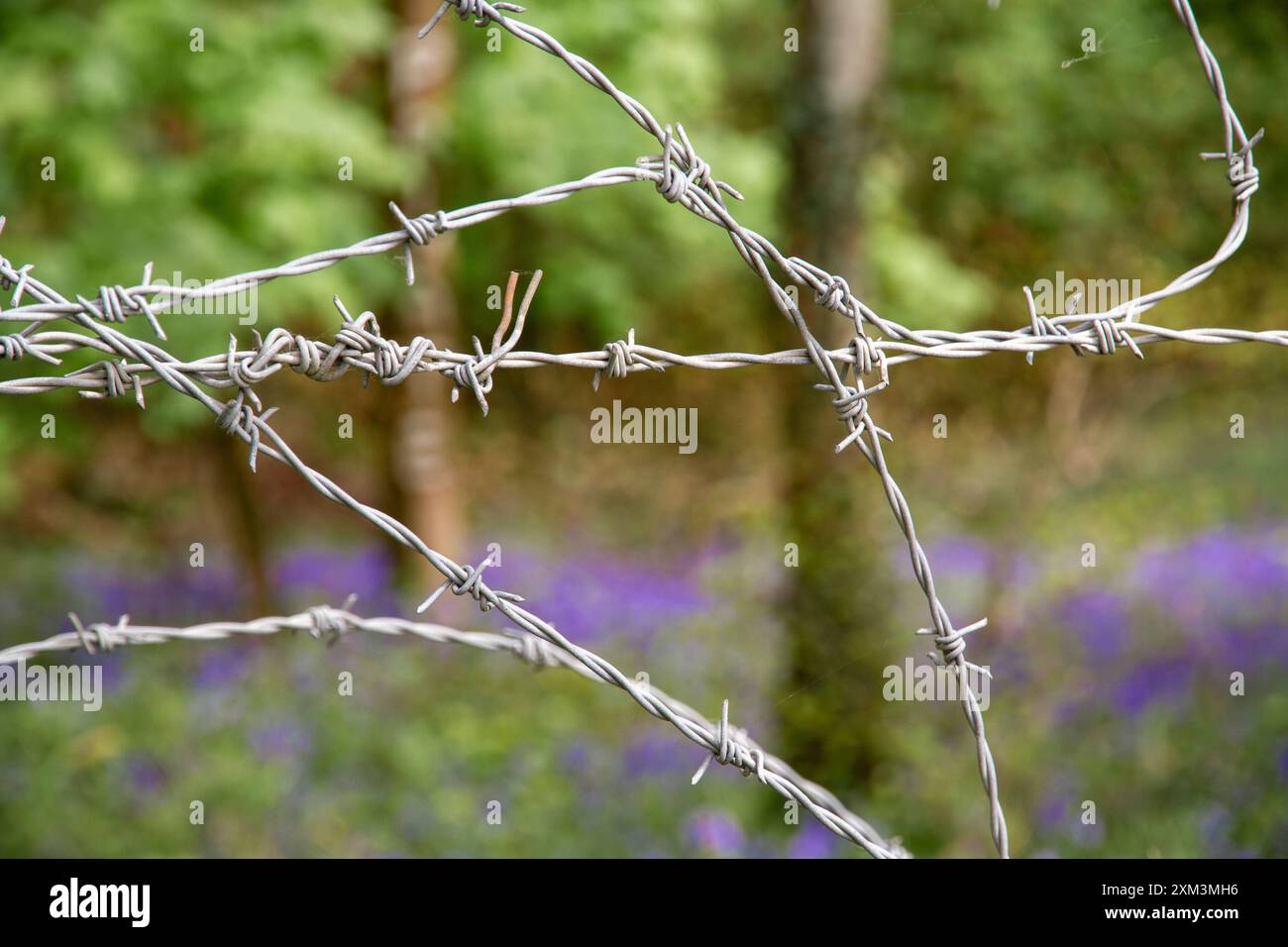 Stacheldraht blockiert den Zugang zu einem unscharfen Blauglockenholz Stockfoto
