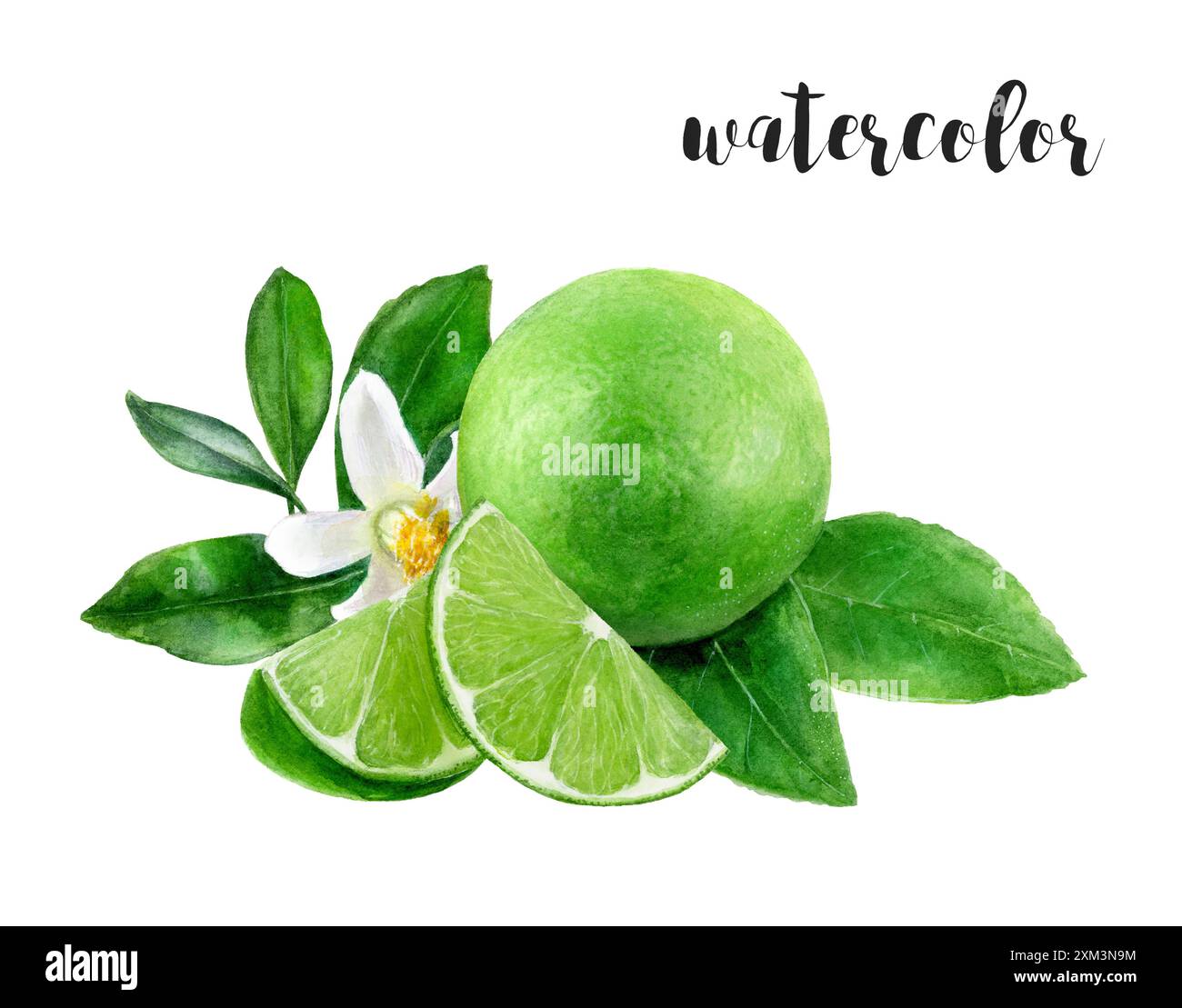 Frische Limettenscheiben mit grünen Blättern, ideal für kulinarische, botanische oder biologische Designs Stockfoto