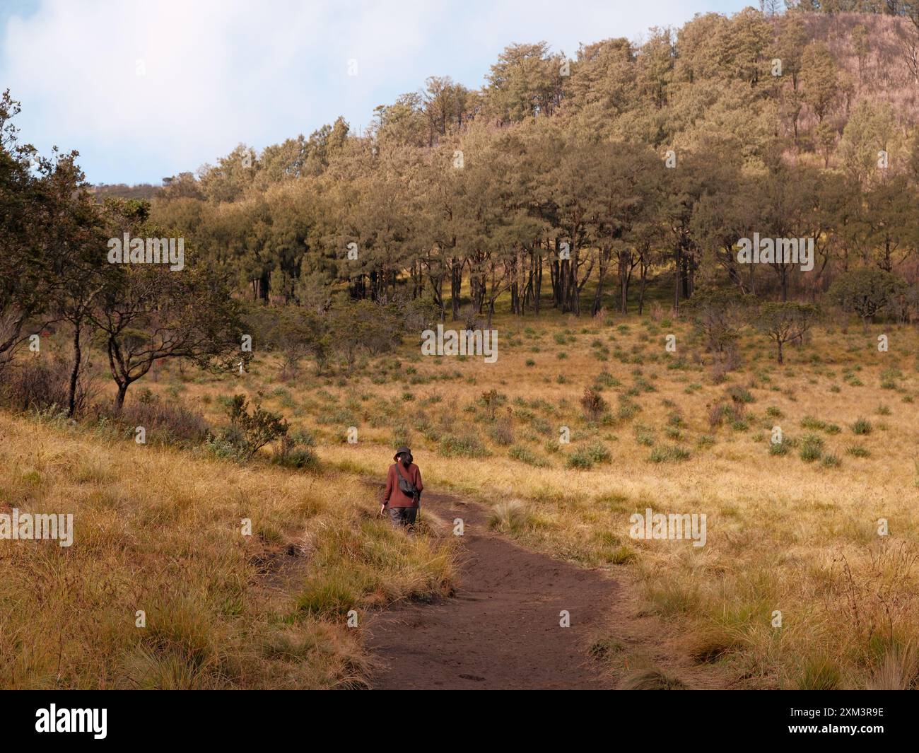 Eine Frau läuft durch ein Feld mit Bäumen im Hintergrund. Das Feld ist trocken und braun, und die Frau trägt eine rote Jacke Stockfoto