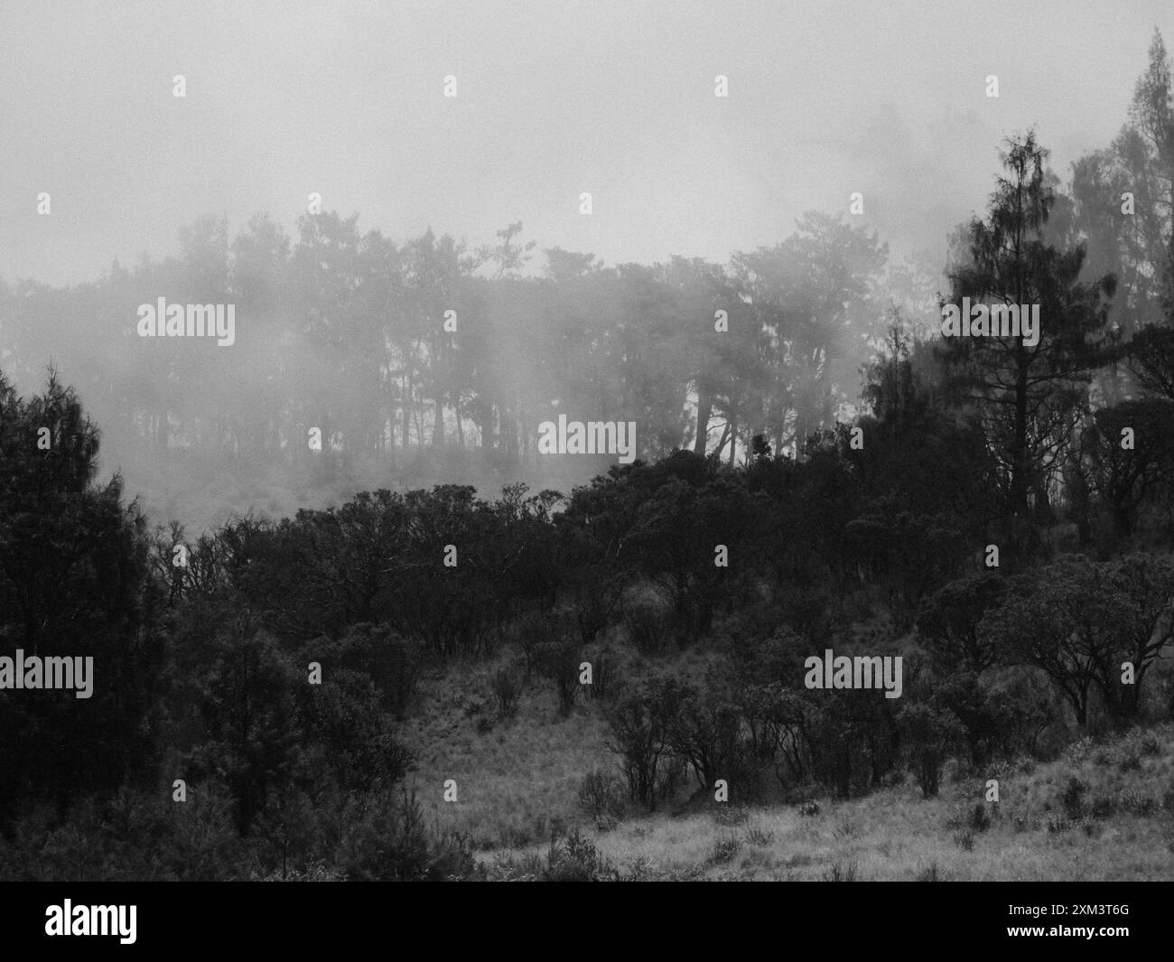 Ein nebeliger, nebeliger Tag im Wald. Bäume sind hoch und dicht, und der Himmel ist bedeckt. Die Szene ist düster und friedlich Stockfoto