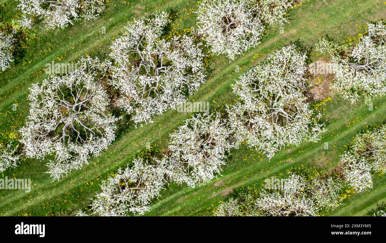 Aus der Vogelperspektive blühende Apfelbäume im Frühling. Apfelbäume in einer Reihe voller weißer Blumen. Stockfoto