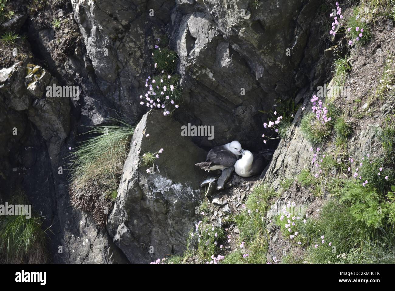 Zwei umwerfende Fulmars (Fulmaris glazialis), eingebettet in Rocks rechts von Image, Beaks Interlocked, im Frühjahr auf der Isle of man, Großbritannien Stockfoto