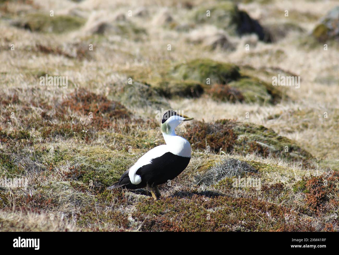 Nestung Eiderduck Stockfoto