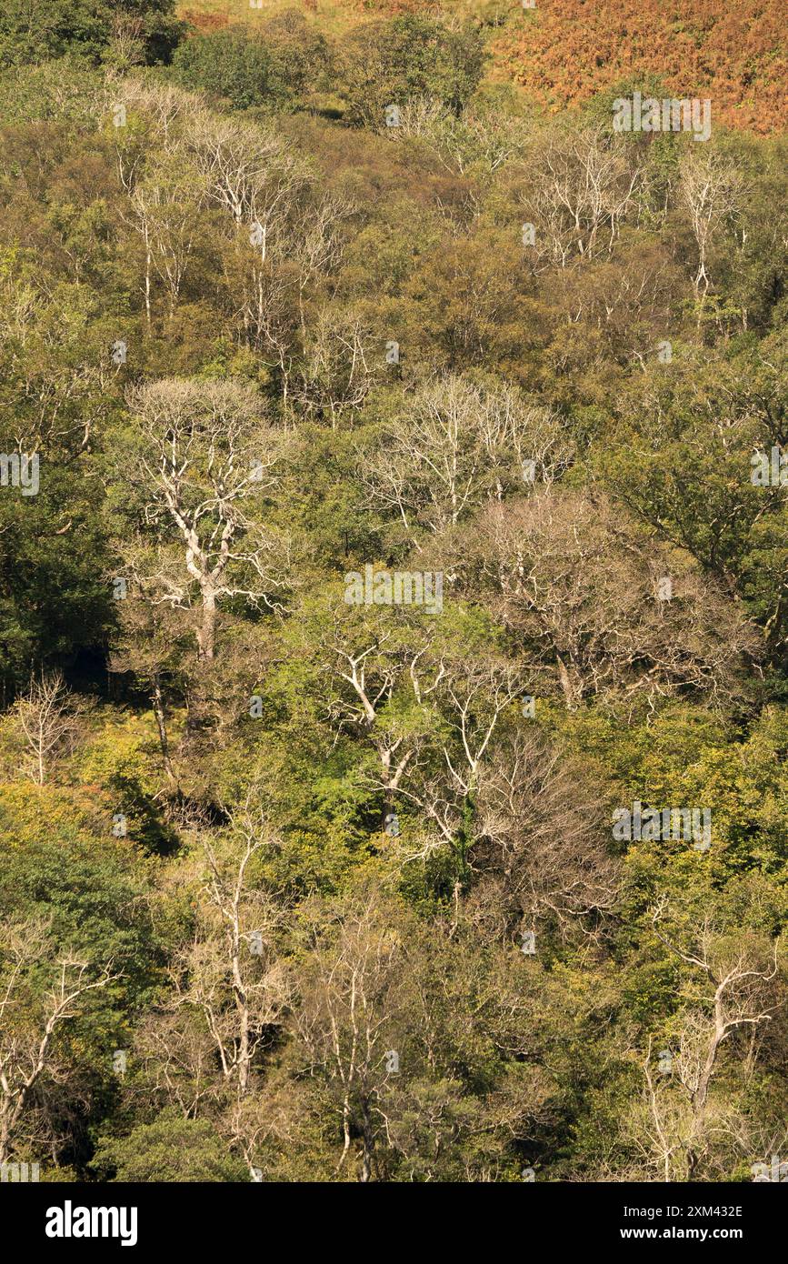 Wald auf steilem Boden neben Loch Creran, Argyll, Schottland Stockfoto