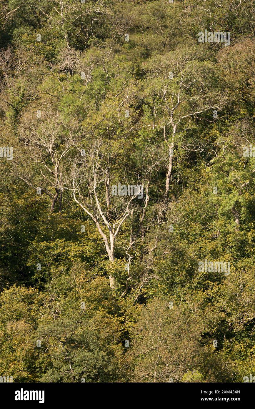 Wald auf steilem Boden neben Loch Creran, Argyll, Schottland Stockfoto