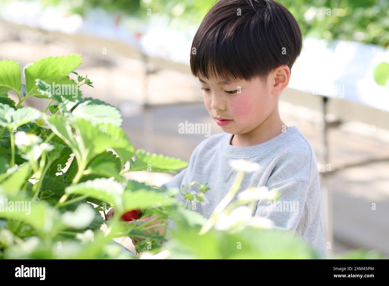 Junger asiatischer Junge, der Erdbeeren von einer Pflanze pflückt Stockfoto