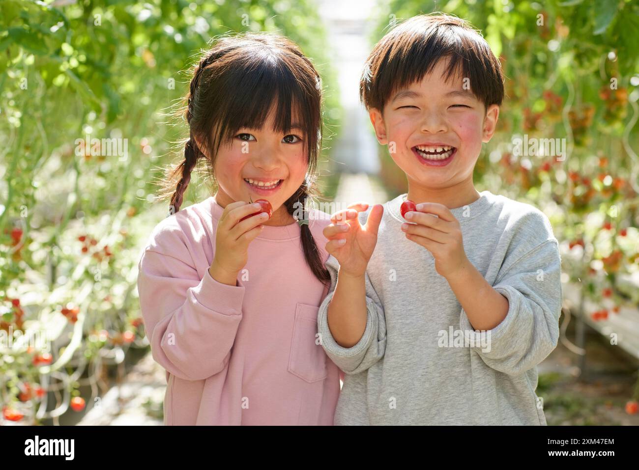 Asiatische Kinder in einem Tomatengewächshaus Stockfoto