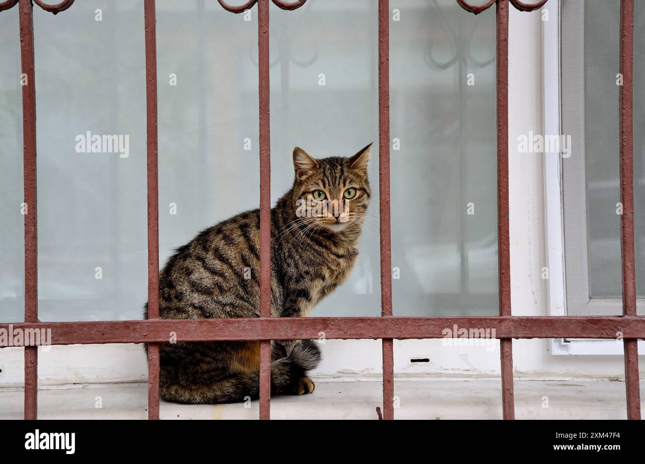 Katze (Felis cattus) in einem Viertel von Istanbul, Türkei Stockfoto