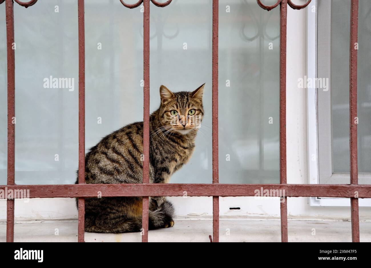 Katze (Felis cattus) in einem Viertel von Istanbul, Türkei Stockfoto