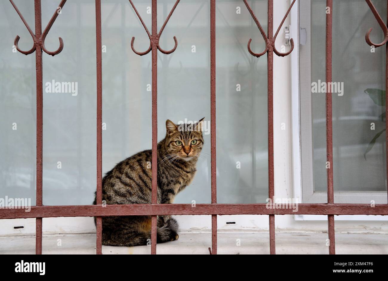Katze (Felis cattus) in einem Viertel von Istanbul, Türkei Stockfoto